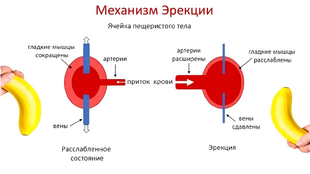 Слабая эрекция, или эректильная дисфункция - Инвитро